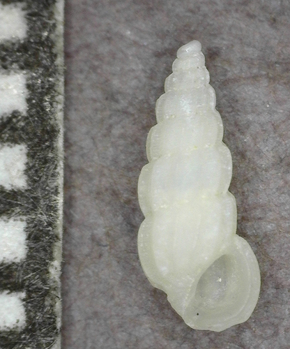 Rissoina costata, 2025-03-05