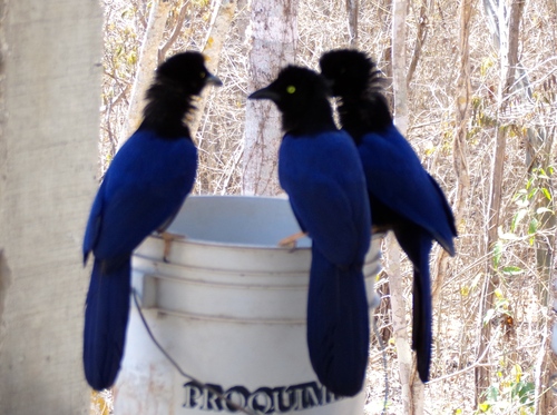 Purplish-backed Jay (Cyanocorax beecheii), photo 4