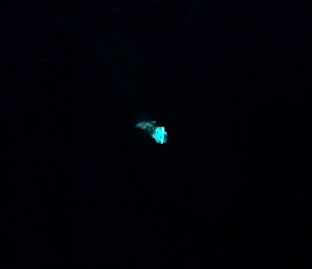 Bermuda fireworm