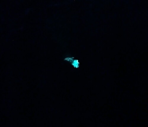 Bermuda fireworm
