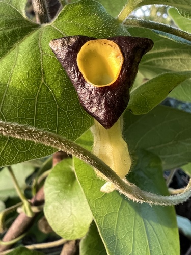 Aristolochia shimadae iNat (1)