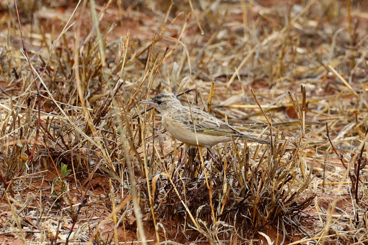 Golden Pipit (Tmetothylacus tenellus), photo 7