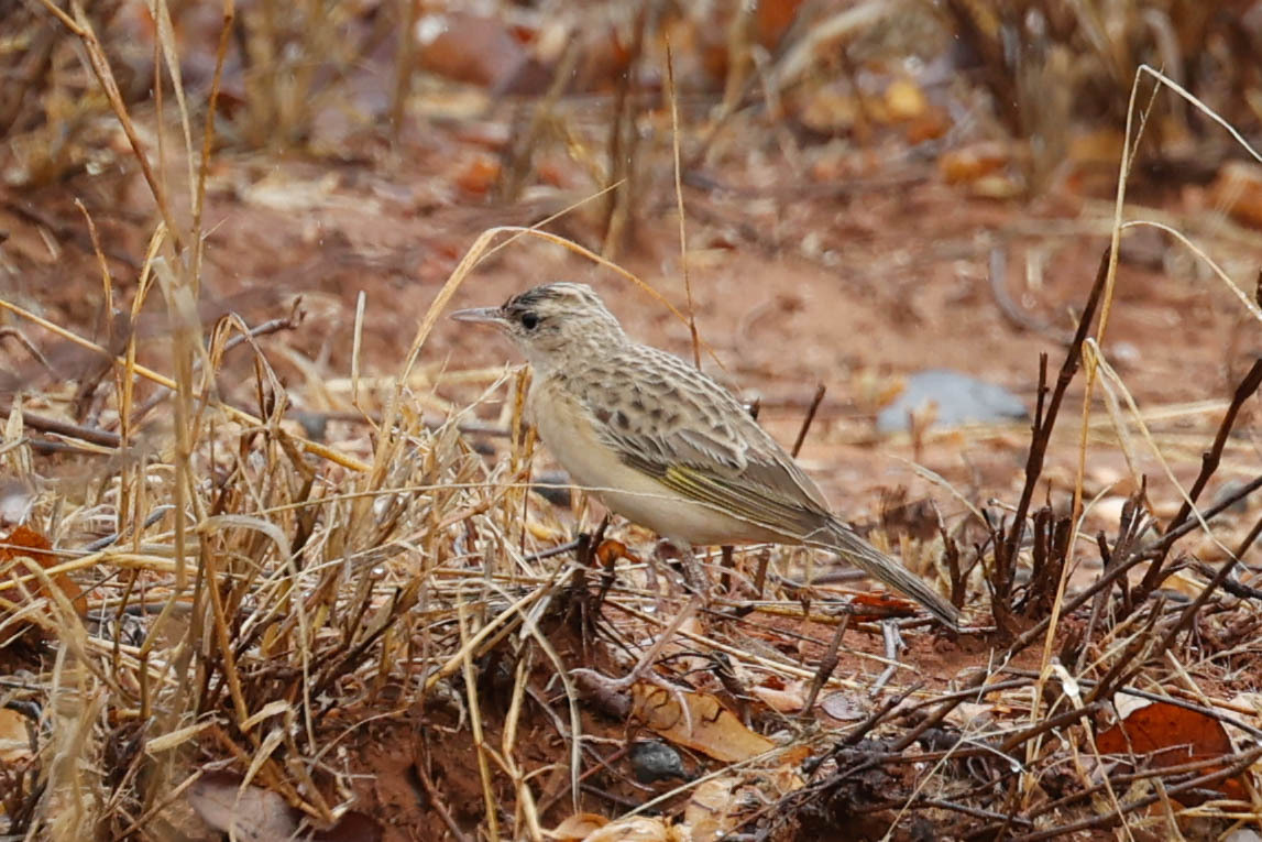 Golden Pipit (Tmetothylacus tenellus), photo 6