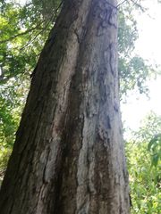 Pterocarpus acapulcensis