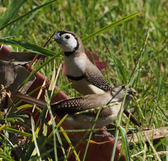 Stizoptera bichenovii