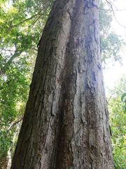 Pterocarpus acapulcensis