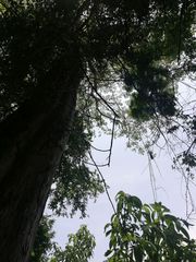 Pterocarpus acapulcensis