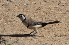 Stizoptera bichenovii