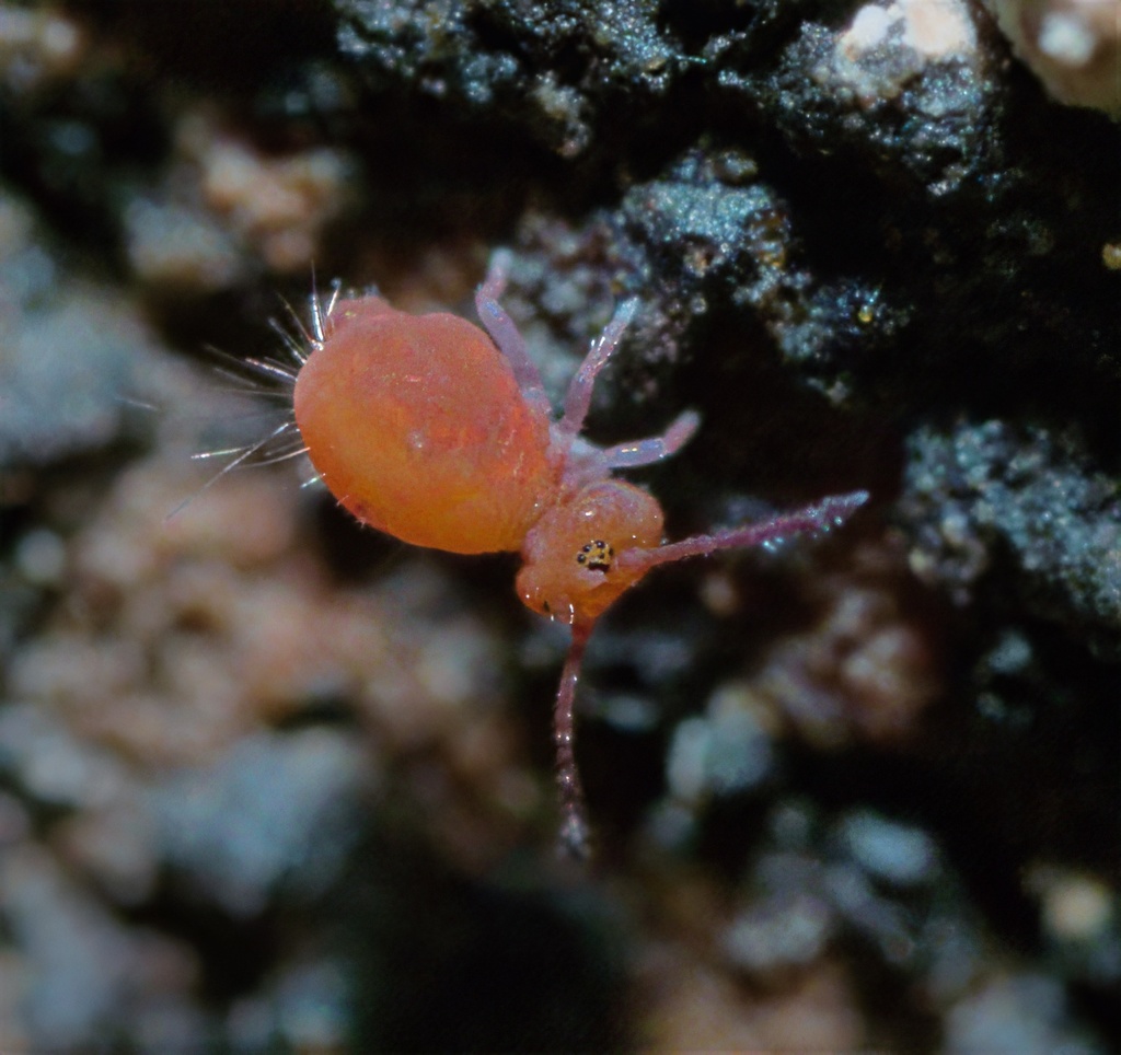 Calvatomina rufescens