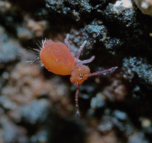 Calvatomina rufescens