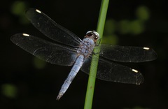 Libellula comanche