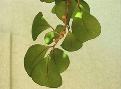 Ficus triangularis