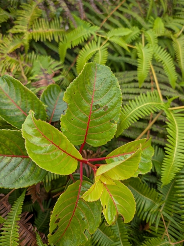 Perrottetia sandwicensis observed 2025-03-19