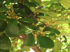 Ficus triangularis