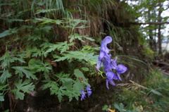 Aconitum variegatum