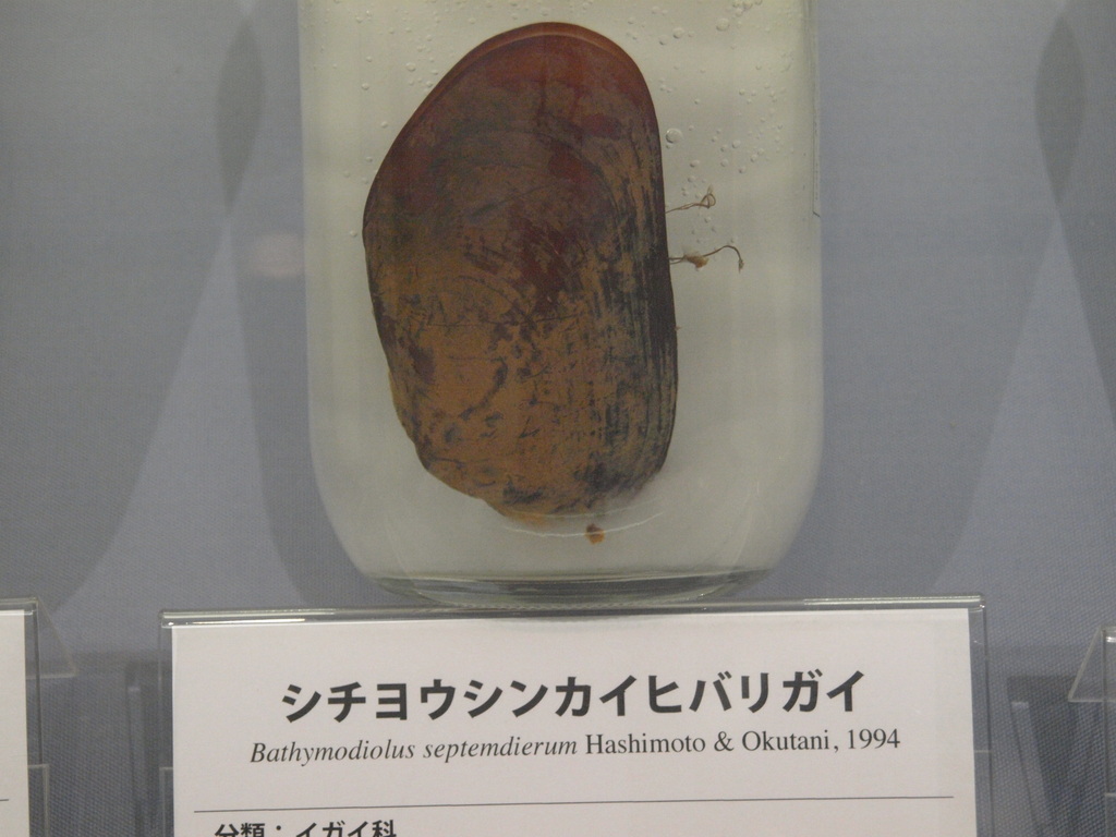 Bathymodiolus septemdierum