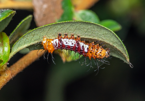 Anabelcia staudingeri