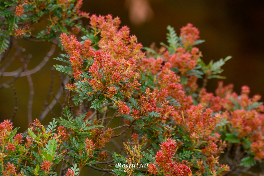 Weinmannia humilis