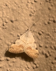 Hemeroplanis incusalis