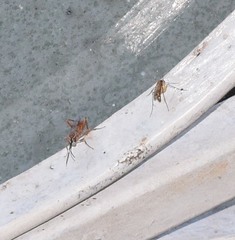 Pachysomoides fulvus