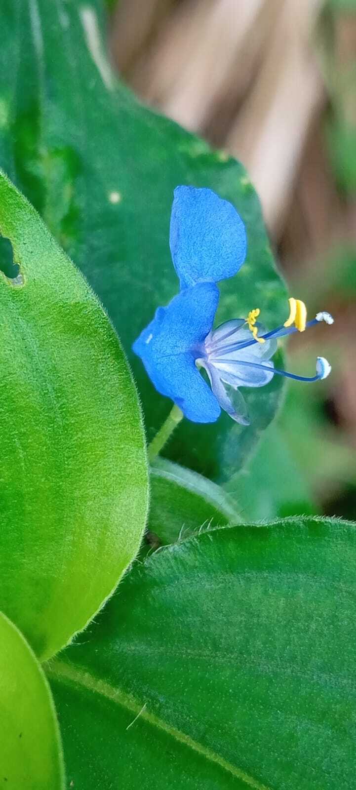 Commelina benghalensis