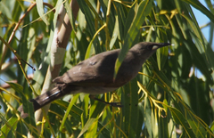 Stomiopera unicolor