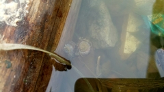 Indoplanorbis exustus