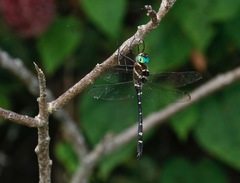 Macromia pacifica × taeniolata