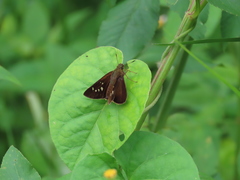 Caltoris cahira austeni