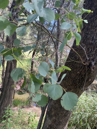 Eucalyptus baueriana Schauer