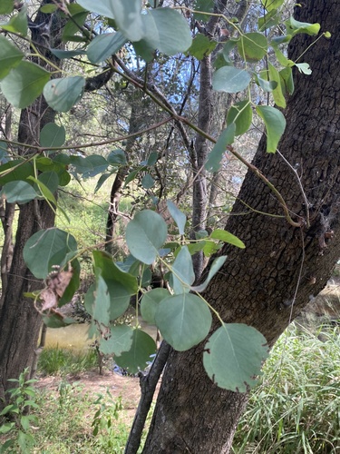 Eucalyptus baueriana Schauer 2