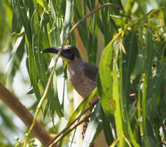 Philemon citreogularis