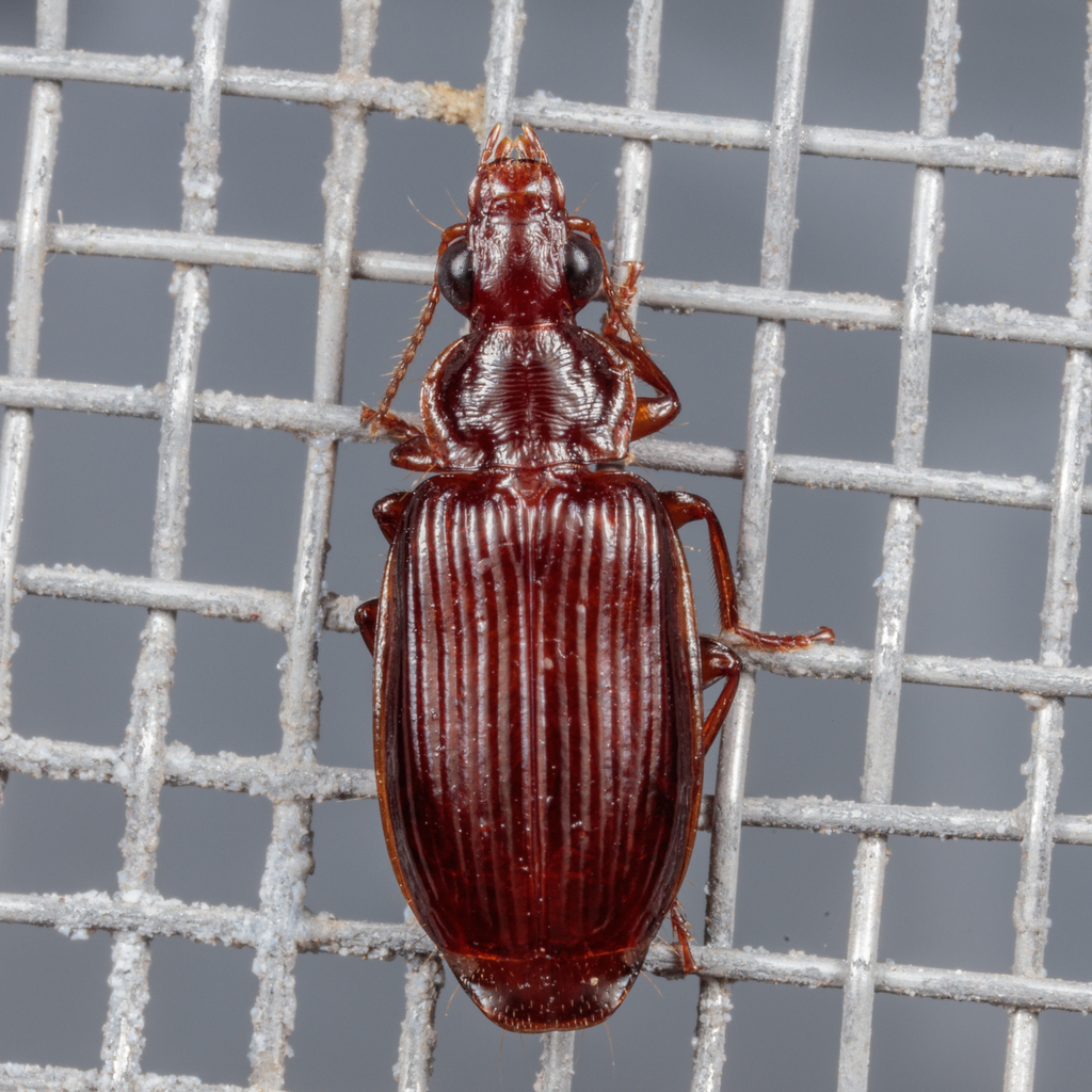 Timid harp ground beetle