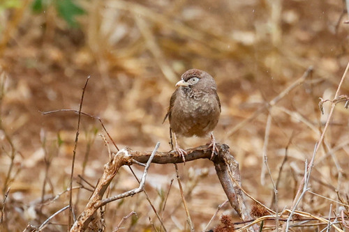 Scaly Chatterer (Argya aylmeri), photo 7