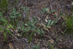 Potentilla drummondii