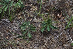 Potentilla drummondii