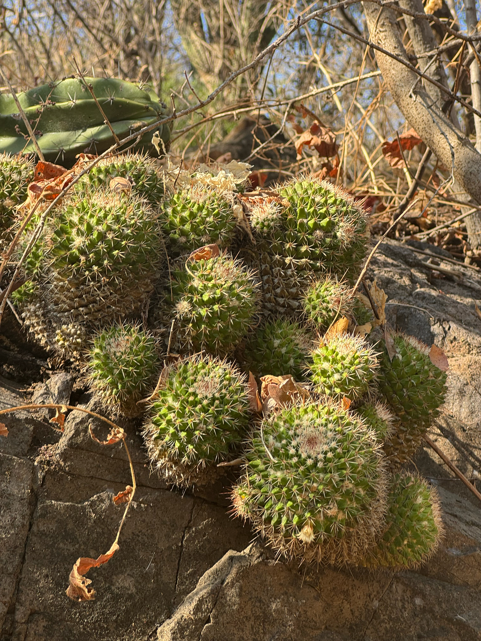 Imagem de Mammillaria voburnensis