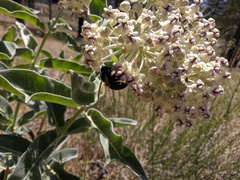 Xylocopa californica diamesa