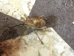 Curculio proboscideus