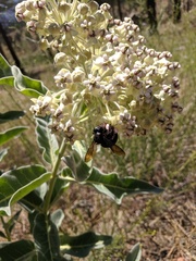 Xylocopa californica diamesa