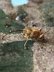 Curculio proboscideus
