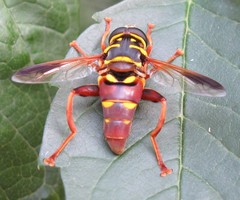 Meromacrus gloriosus