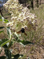 Xylocopa californica diamesa