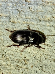 Euryderus grossus