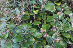 Brachyglottis rotundifolia