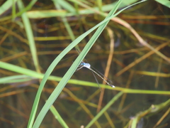 Lestes praemorsus decipiens