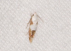 Mompha circumscriptella