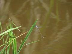 Lestes praemorsus decipiens