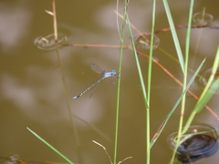Lestes praemorsus decipiens