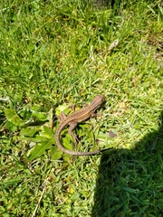 Stenocercus trachycephalus